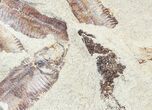 Fossil Fish (Gosiutichthys) Mortality Plate - Lake Gosiute #54972-1